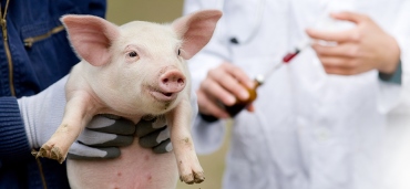 Ein Ferkel wird geimpft
