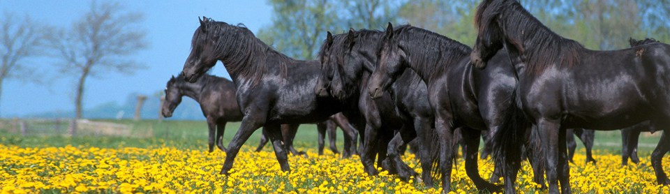 Schwarze Pferde auf der Weide