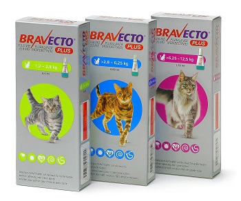 Bravecto Spot On Katze Erfahrungen