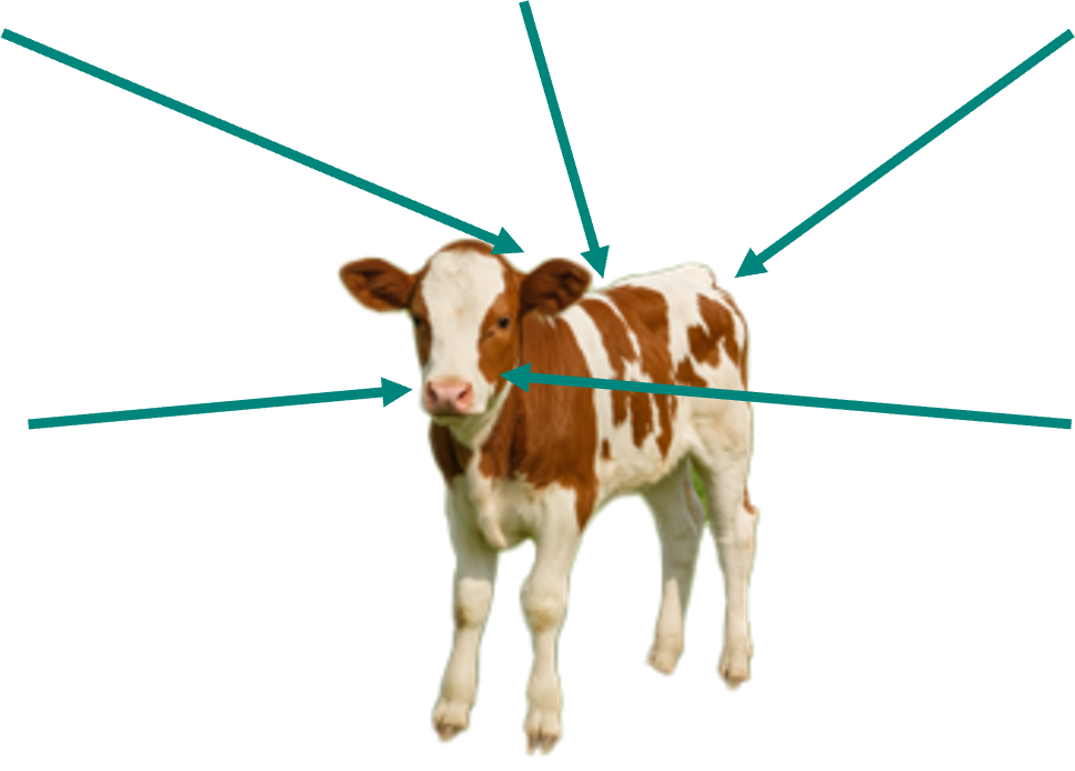 Grafik eines properen Kalbes mit Bezug zu den Merkmalen.