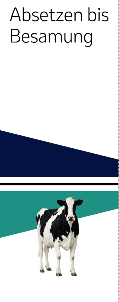 Grafik Phase Absetzen bis Besamung